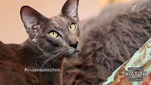 Претендент на звание «Главного котика страны»: кот Дэнди. Главный котик страны. Фрагмент выпуска от 22.10.2017