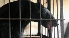 В мире. Спасение Лунных медведей