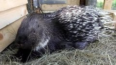 Колючая Рецидивистка. Доброе утро. Фрагмент выпуска от 23.05.2016