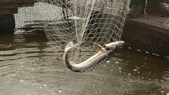 Осетровая ферма. Доброе утро. Фрагмент выпуска от 21.06.2016