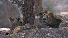 В мире. Пустыня Калахари. Доброе утро. Фрагмент выпуска от 22.06.2016