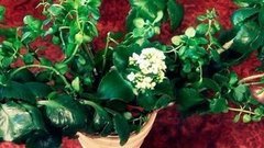 Каланхоэ от экземы. Доброе утро. Фрагмент выпуска от 23.06.2016