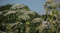 Борщевик наступает! Доброе утро. Фрагмент выпуска от 12.07.2016