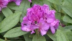 Азалии и рододендроны. Фазенда. Фрагмент выпуска от 17.07.2016