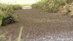 Нашествие насекомых. Что вдруг? Доброе утро. Фрагмент выпуска от 15.08.2016