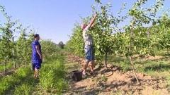 Осень: что будет с ценами на продукты? Доброе утро. Фрагмент выпуска от 30.08.2016