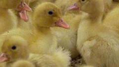 Про челябинских утят. Доброе утро. Фрагмент выпуска от 14.09.2016