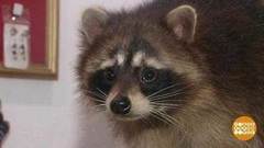 Енототерапия. Доброе утро. Фрагмент выпуска от 14.03.2017