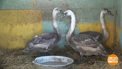 Домашние дикие лебеди. Доброе утро. Фрагмент выпуска от 26.04.2017