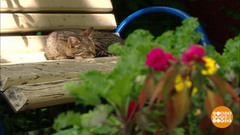 В ожидании идеального газона. Доброе утро. Фрагмент выпуска от 26.06.2017