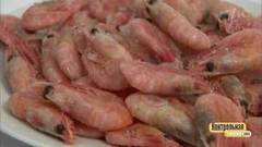 Замороженные креветки в панцире размером 70/90. Победитель программы. Контрольная закупка. Фрагмент выпуска от 05.07.2017