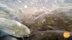 50 000 мальков для Волги-матушки. Доброе утро. Фрагмент выпуска от 23.10.2017