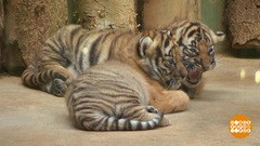 В мире. Редкие тигры. Доброе утро. Фрагмент выпуска от 27.11.2017