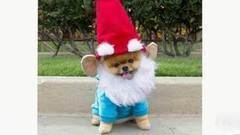 Символ нового 2018 года собака становится главным героем Сети. Хиты интернета