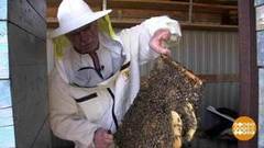 Сбор пыльцы. Доброе утро. Фрагмент выпуска от 25.04.2018