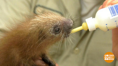 В мире. Редкий дикобраз. Доброе утро. Фрагмент выпуска от 08.08.2018