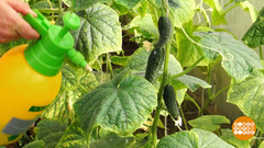 Спасаем огурцы. Доброе утро. Фрагмент выпуска от 10.08.2018
