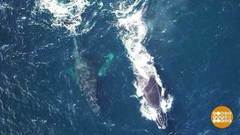 Здравствуй, кит! Доброе утро. Фрагмент выпуска от 01.11.2018