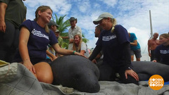 В мире. Морские коровы. Доброе утро. Фрагмент выпуска от 28.11.2018