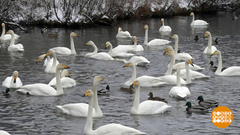 Зима на Лебедином озере. Доброе утро. Фрагмент выпуска от 03.12.2018