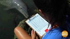 В мире. Центр исследования дельфинов. Доброе утро. Фрагмент выпуска от 06.12.2018