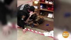 В мире. Пес в снежных ботинках. Доброе утро. Фрагмент выпуска от 28.12.2018