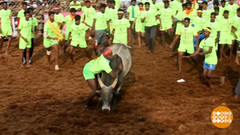 В мире. Гонки с быками зебу. Доброе утро. Фрагмент выпуска от 04.02.2019