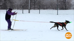 Скиджоринг, сноукайтинг и подледный дайвинг. Доброе утро. Фрагмент выпуска от 07.02.2019