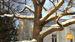 Поддержим наш дуб! Доброе утро. Фрагмент выпуска от 22.02.2019