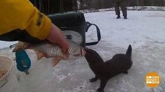 Кто ворует рыбу? Доброе утро. Фрагмент выпуска от 14.03.2019