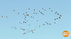 Летят перелетные птицы. Доброе утро. Фрагмент выпуска от 04.04.2019