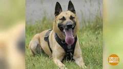 В мире. Пес наткнулся на дикобраза. Доброе утро. Фрагмент выпуска от 16.05.2019