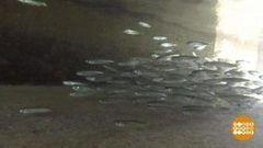 У мальков — выпускной! Доброе утро. Фрагмент выпуска от 16.05.2019