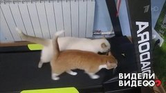 Коты на беговой дорожке! Видели видео? Фрагмент выпуска от 09.06.2019