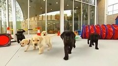 В мире. Международный день слепых. Доброе утро. Фрагмент выпуска от 13.11.2015