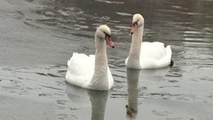 Лебединая верность. Доброе утро. Фрагмент выпуска от 25.11.2015