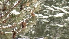 Чьи в лесу шишки. Доброе утро. Фрагмент выпуска от 09.12.2015