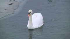 Лебединое озеро… с подогревом! Доброе утро. Фрагмент выпуска от 14.12.2015