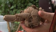 Как хранить зимой луковицы растений. Фазенда. Фрагмент выпуска от 14.02.2016