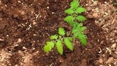 Как сажать рассаду томатов. Доброе утро. Фрагмент выпуска от 20.05.2016