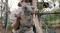 В мире. Первенец коалы. Доброе утро. Фрагмент выпуска от 28.06.2016