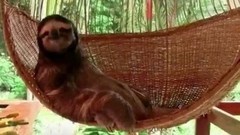 Из жизни отдыхающих: ленивец в гамаке и крокодил на пляже. Хиты интернета