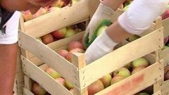 Яблочный Спас: собираем урожай. Доброе утро. Фрагмент выпуска от 19.08.2016