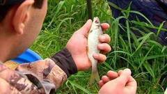 Ловись, рыбка. Доброе утро. Фрагмент выпуска от 16.09.2016