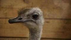 Страусы — это не только ценное яйцо… Доброе утро. Фрагмент выпуска от 22.11.2016