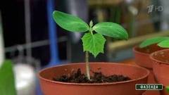 Правильный свет для рассады. Фазенда. Фрагмент выпуска от 12.03.2017