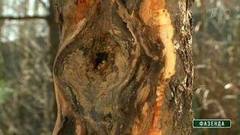 Рак коры яблони. Фазенда. Фрагмент выпуска от 14.05.2017