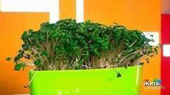 Водяной кресс (кресс-салат). Жить здорово! Фрагмент выпуска от 31.05.2017