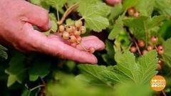 Что выросло, то выросло… Доброе утро. Фрагмент выпуска от 24.07.2017