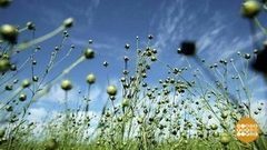 Льняных дел мастера. Доброе утро. Фрагмент выпуска от 31.07.2017